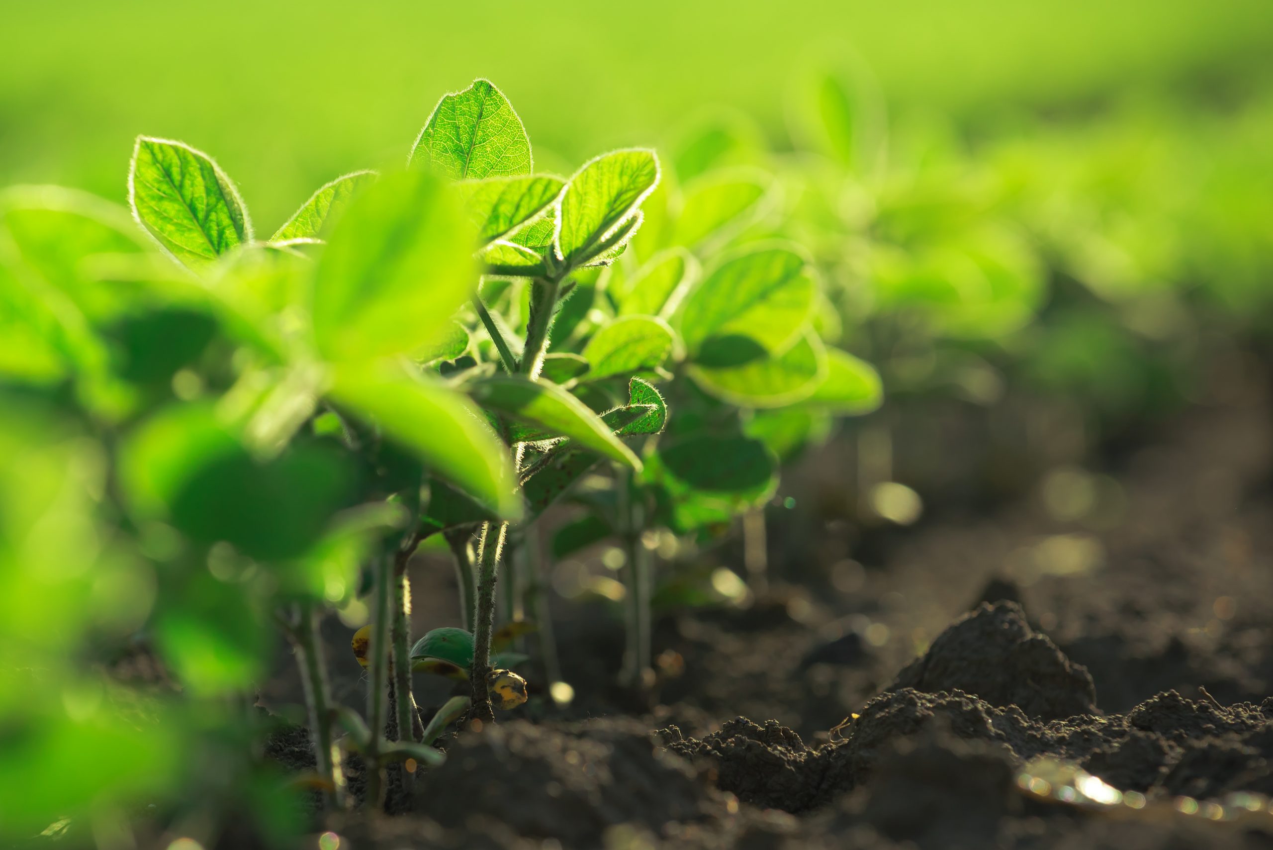 Young soybean plants growing in cultivated field